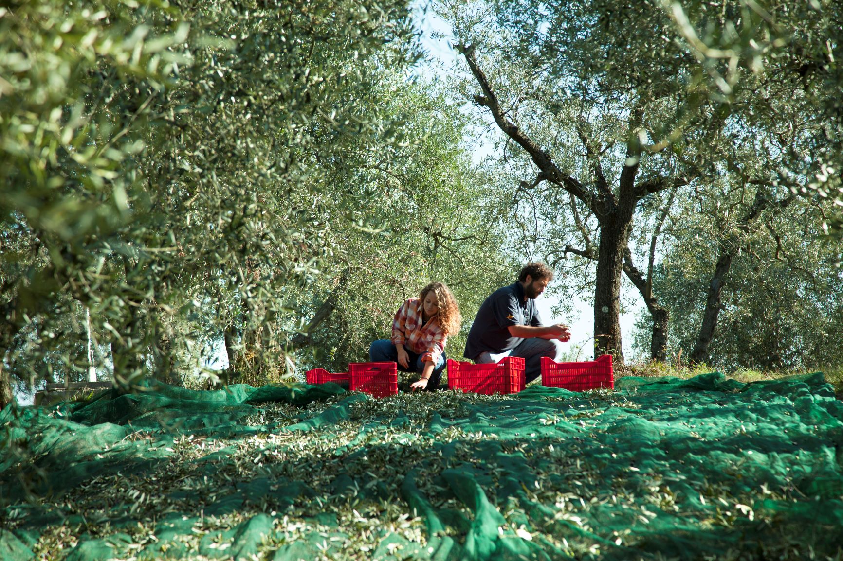 BERTOLLI Olivenernte per Hand und Netz