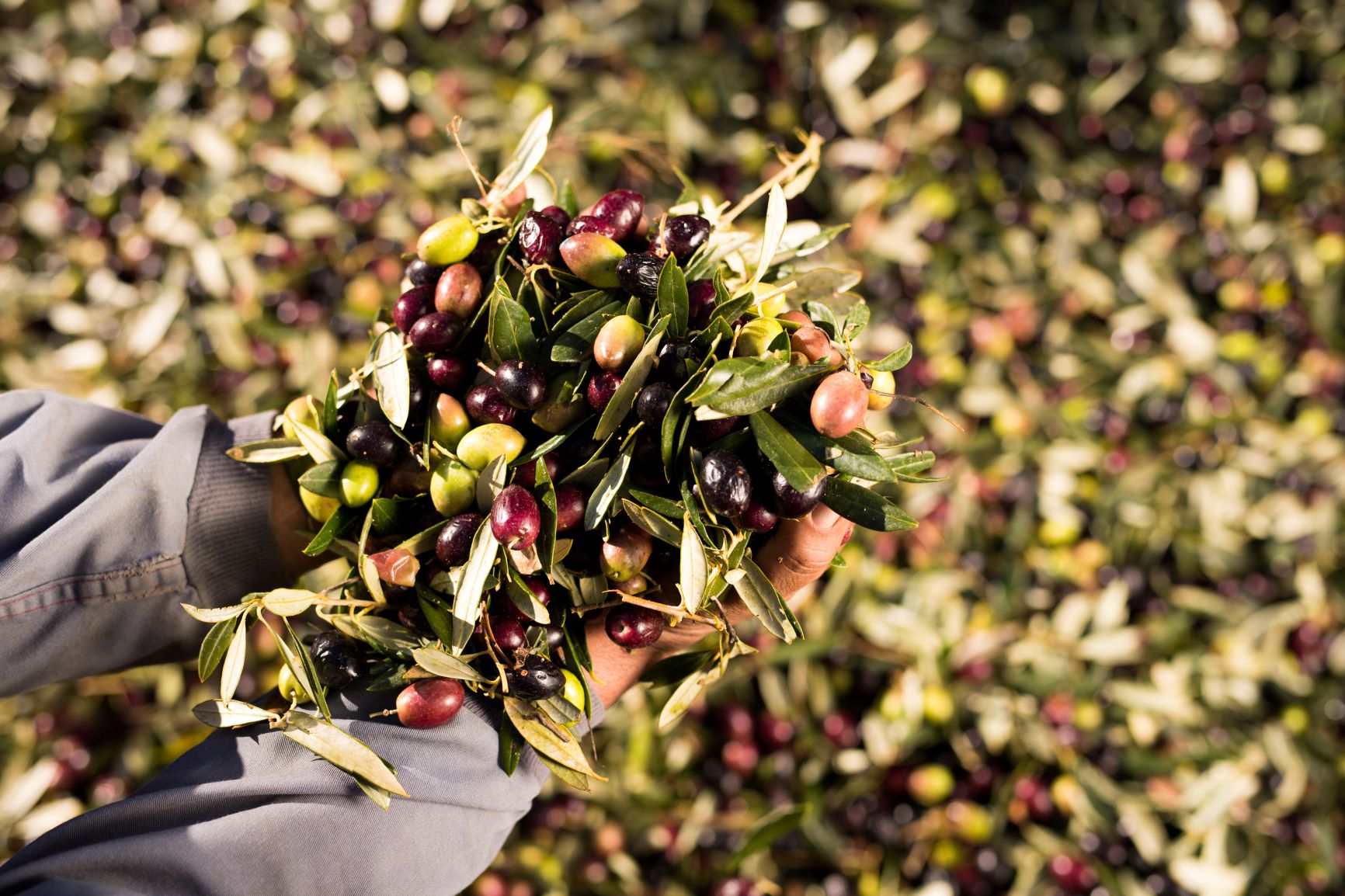Nachhaltigkeit Olivenernte