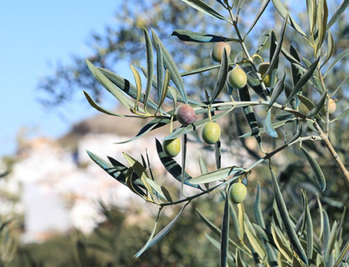 Qualität kennt keine Grenzen: Oliven auf Reisen