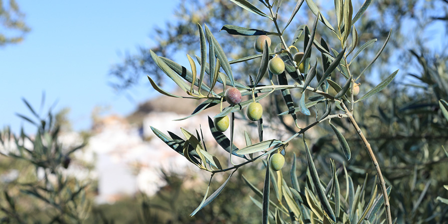 Olivenernte bei Bertolli